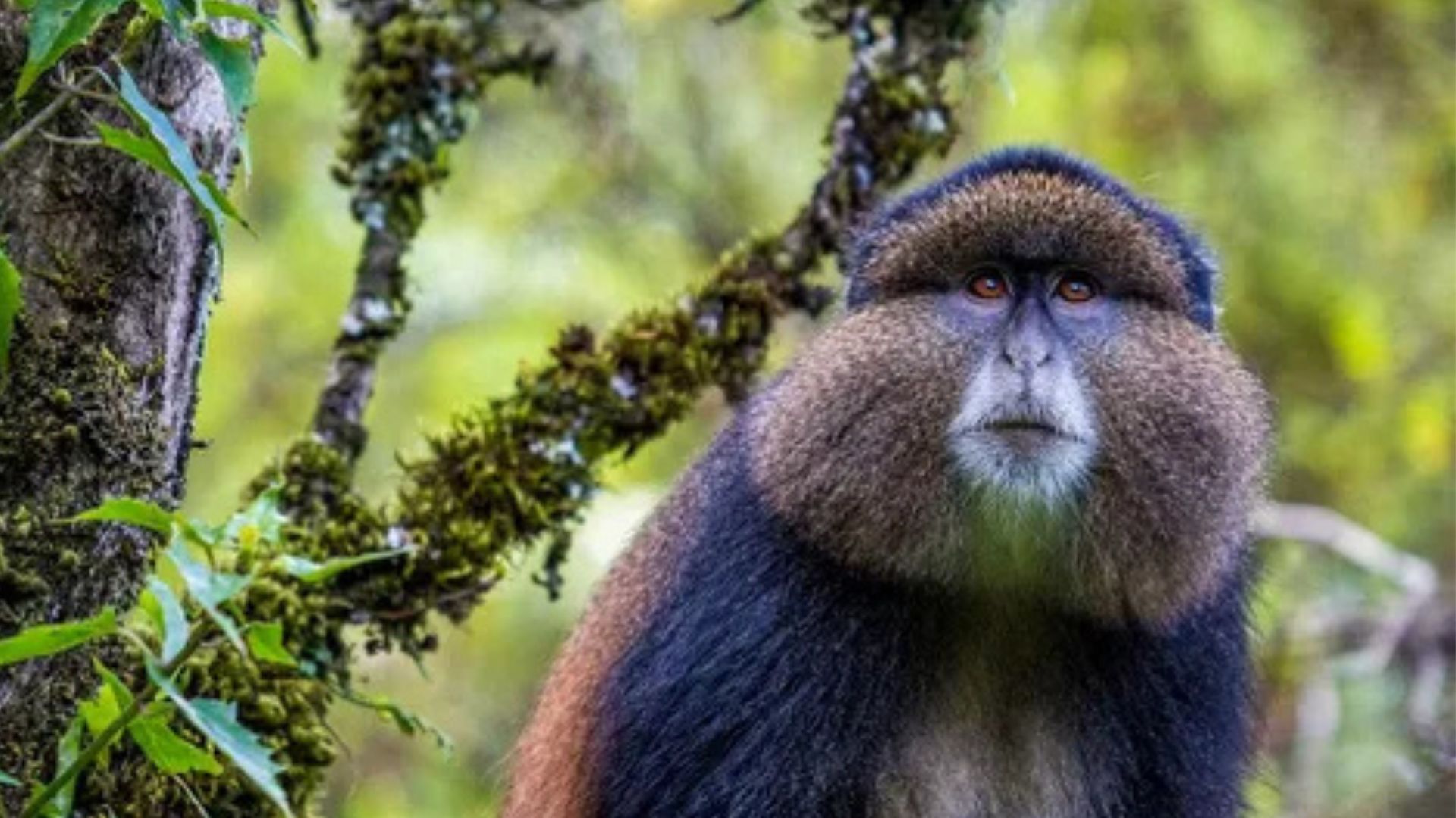 Heart of Uganda – 8 Days Safari Tour